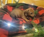 Small Photo #2 Dachshund Puppy For Sale in WITHEE, WI, USA