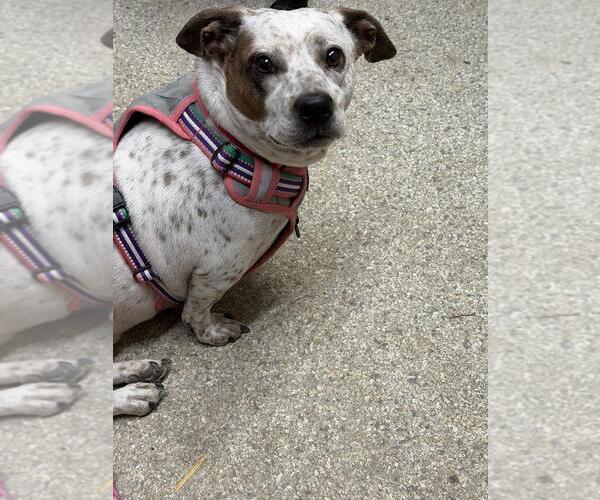 Medium Photo #1 Mutt Puppy For Sale in Westminster, MD, USA