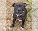 Small American Staffordshire Terrier-Boxer Mix