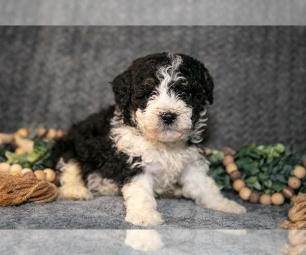 Medium Photo #2 Bernedoodle (Miniature) Puppy For Sale in NAPPANEE, IN, USA