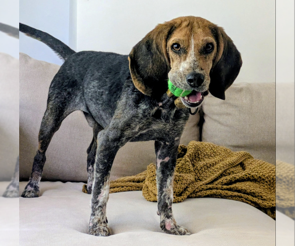 Medium Photo #1 Beagle-Unknown Mix Puppy For Sale in Brooklyn Center, MN, USA