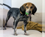 Lottery - Male Beagle-Unknown Mix Dog for Adoption - Small photo