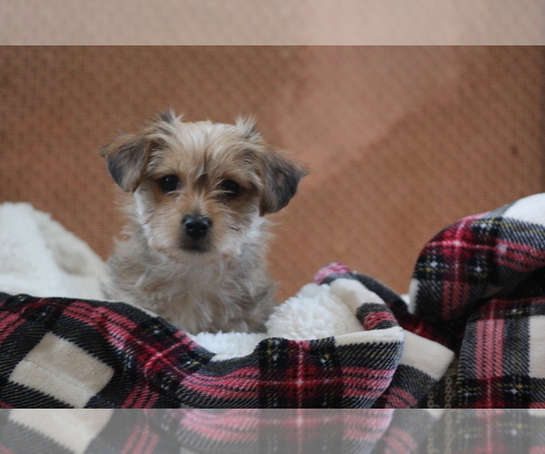 Medium Photo #8 Morkie Puppy For Sale in LUDLOW, MO, USA