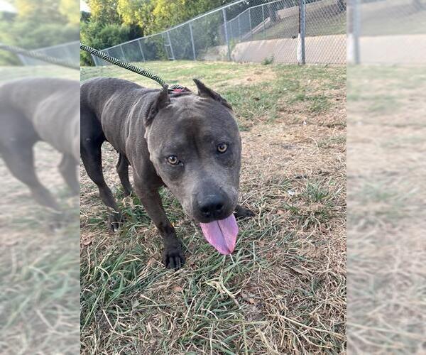 Medium Photo #1 American Staffordshire Terrier-Unknown Mix Puppy For Sale in Oklahoma City, OK, USA