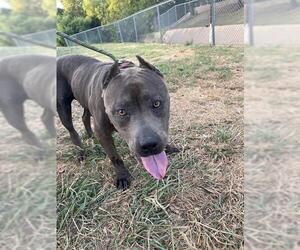 American Staffordshire Terrier-Unknown Mix Dogs for adoption in Oklahoma City, OK, USA