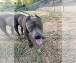Small American Staffordshire Terrier Mix