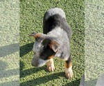 Small Photo #6 Australian Cattle Dog Puppy For Sale in BRIGGSDALE, CO, USA