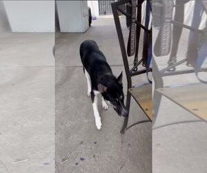 Siberian Husky-Unknown Mix Dogs for adoption in San Diego, CA, USA