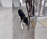 Floyd - Female Siberian Husky-Unknown Mix Dog for Adoption - Small photo