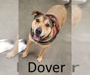 Dover - Male Bull Terrier-Unknown Mix Dog for Adoption - Photo #7