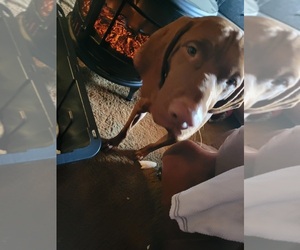 Father of the Vizsla puppies born on 12/16/2021