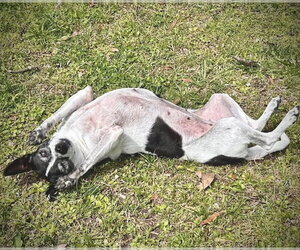 Millie (NC) - Female Rat Terrier Dog for Adoption - Photo #4