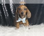 Small #2 Dachshund