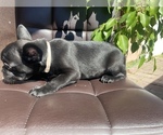 Small Photo #3 French Bulldog Puppy For Sale in BELL GARDENS, CA, USA