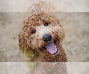 Poodle (Standard) Puppy for sale in ATLANTA, GA, USA