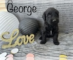 Small Photo #3 Goldendoodle Puppy For Sale in BLUFFTON, IN, USA