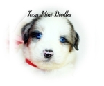 Puppy 3 Miniature Australian Shepherd-Miniature Bernedoodle Mix