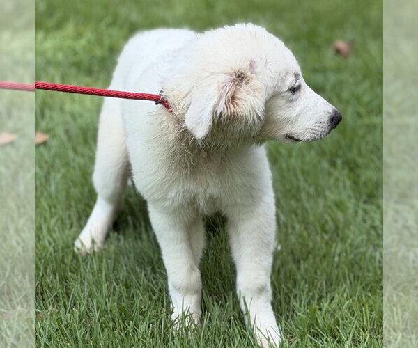 Medium Photo #3 Great Pyrenees Puppy For Sale in Yardley, PA, USA