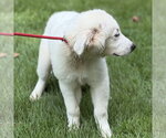 Small #2 Great Pyrenees