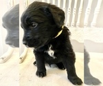 Small Photo #17 Bernedoodle Puppy For Sale in WALNUT GROVE, MO, USA