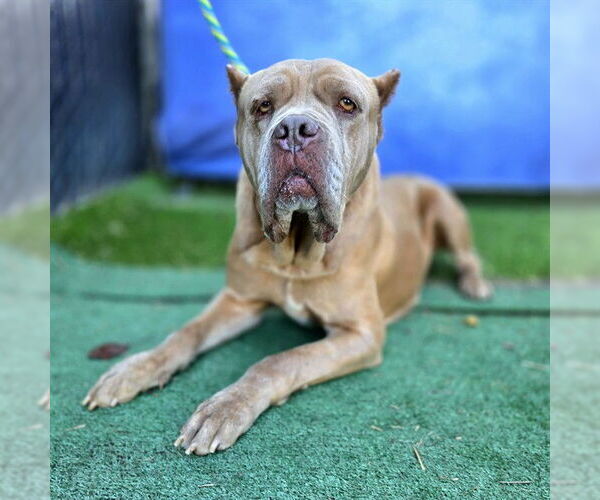 Medium Photo #3 Mutt Puppy For Sale in Long Beach, CA, USA