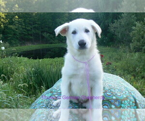 German Shepherd Dog Puppy for Sale in PIEDMONT, Missouri USA
