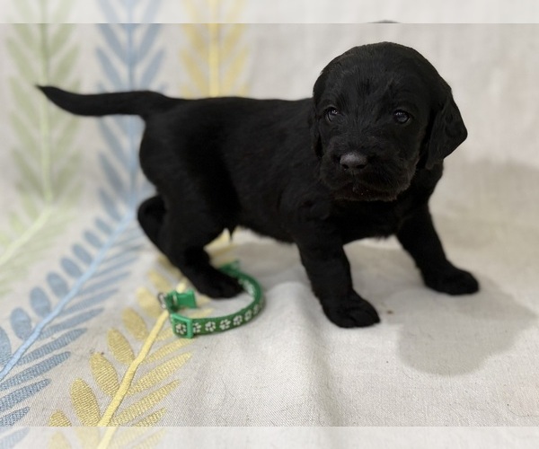 Medium Photo #1 Labradoodle Puppy For Sale in PRESCOTT VALLEY, AZ, USA