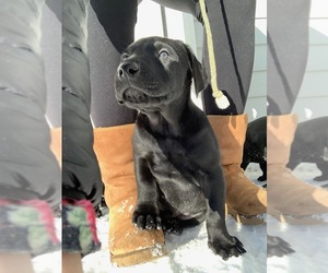Doberman Pinscher-Labrador Retriever Mix Puppy for sale in FAIRBANKS, AK, USA
