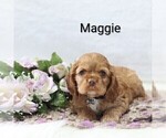 Small Photo #28 Cocker Spaniel Puppy For Sale in LOYAL, WI, USA