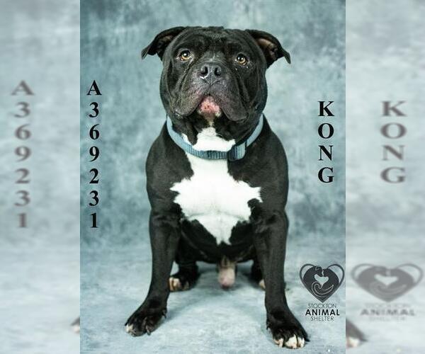 Medium Photo #2 Mutt Puppy For Sale in Stockton, CA, USA