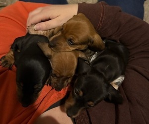 Dachshund Puppy for Sale in AUSTIN, Texas USA