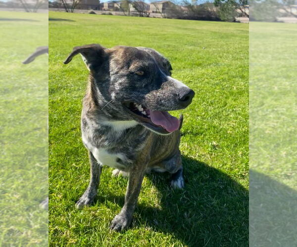 Medium Photo #3 Mutt Puppy For Sale in La Verne, CA, USA