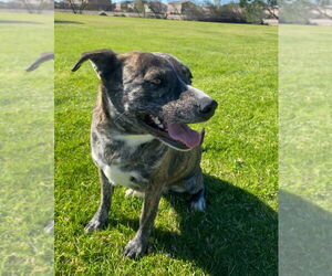 Eliza - Female Mutt Dog for Adoption - Photo #3