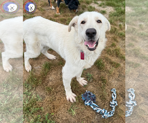 Great Pyrenees Dogs for adoption in Spring, TX, USA