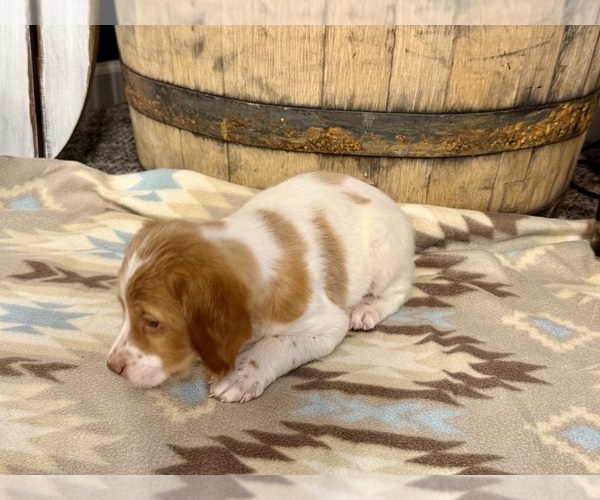 Medium Photo #6 Brittany Puppy For Sale in ORRUM, NC, USA