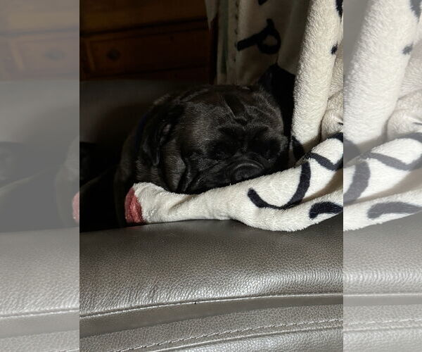 Medium Photo #4 Pug Puppy For Sale in Elizabeth City, NC, USA