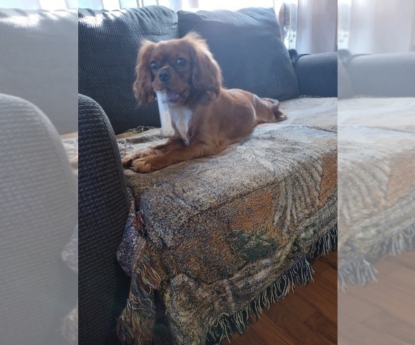 Medium Photo #1 Cavalier King Charles Spaniel Puppy For Sale in EAST PROVIDENCE, RI, USA