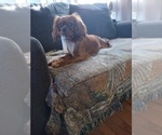 Small Photo #1 Cavalier King Charles Spaniel Puppy For Sale in EAST PROVIDENCE, RI, USA