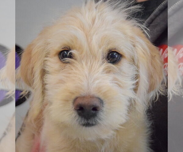 Medium Photo #6 Mutt Puppy For Sale in Huntley, IL, USA