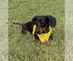 Small #2 Dachshund