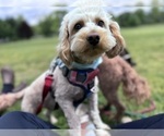 Small Photo #1 Goldendoodle Puppy For Sale in HARTFORD, CT, USA
