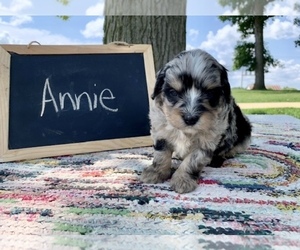 Bernedoodle Puppy for sale in GRABILL, IN, USA