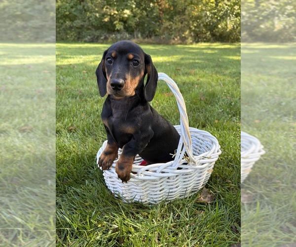 Medium Photo #3 Dachshund Puppy For Sale in MIDDLEBURY, IN, USA