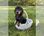 Reilly - Male Dachshund Puppy for Sale - Photo #3