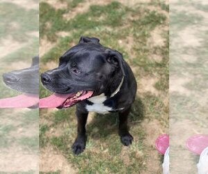 Deitz - Male Bulloxer Dog for Adoption - Photo #14
