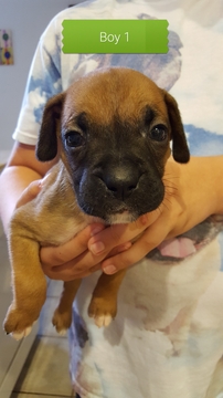 Medium Photo #1 Boxer Puppy For Sale in COTTONWOOD, AZ, USA