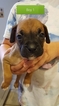 Small Photo #1 Boxer Puppy For Sale in COTTONWOOD, AZ, USA