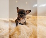 Small Photo #4 French Bulldog Puppy For Sale in FRANKFORD, MO, USA