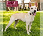 Small #4 Labrador Retriever-Shiba Inu Mix