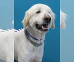 Small Great Pyrenees Mix